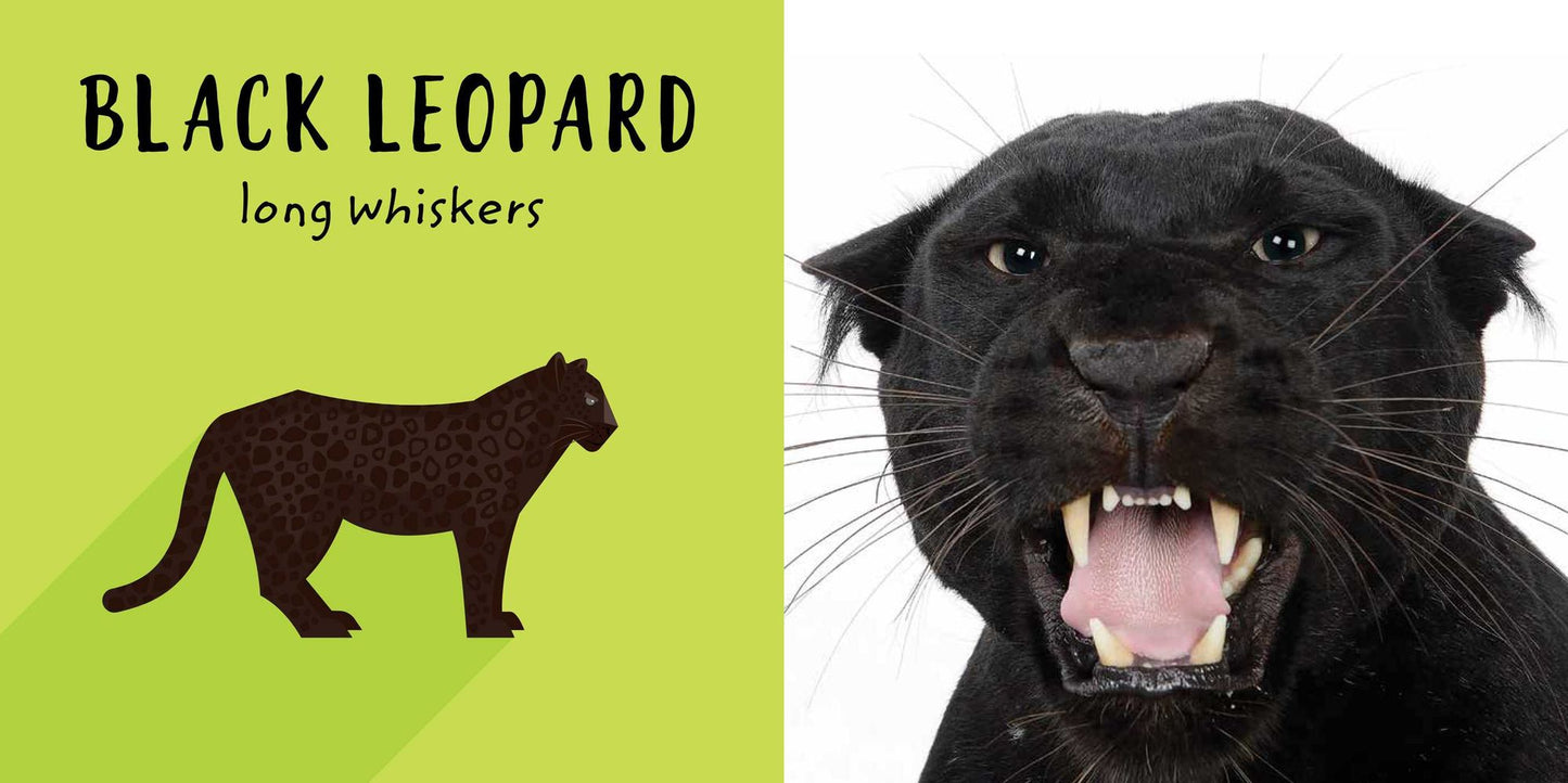 The Safari Circle: Big Cats: Touch and Feel