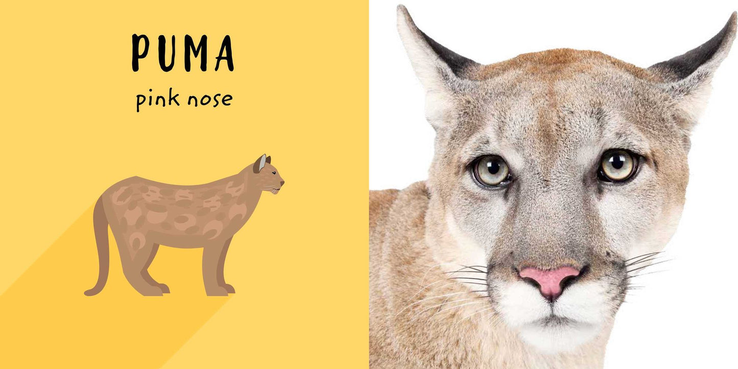 The Safari Circle: Big Cats: Touch and Feel