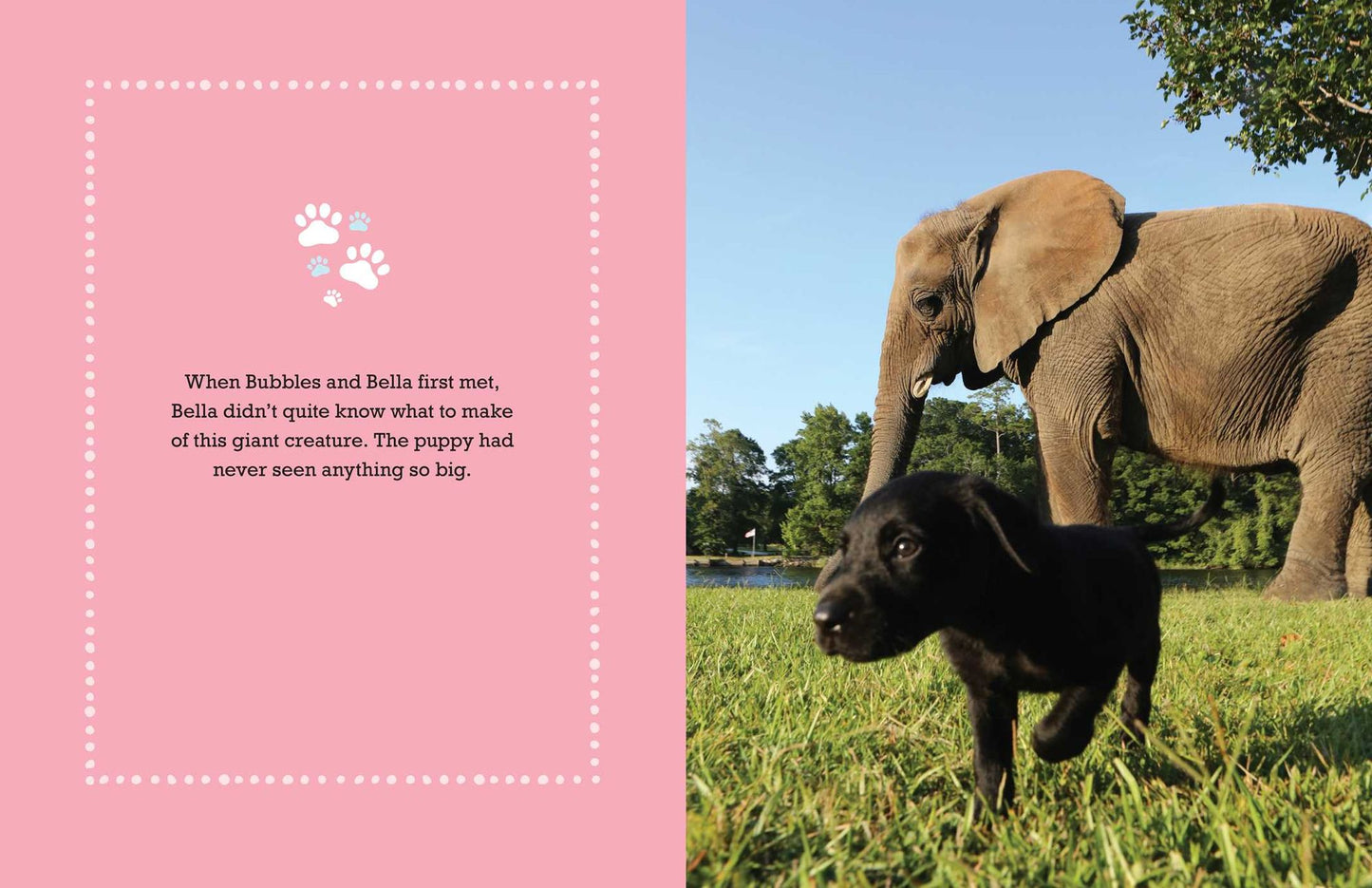Bubbles: An Elephant's Story
