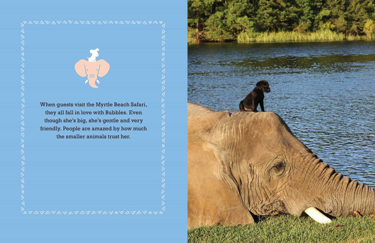 Bubbles: An Elephant's Story