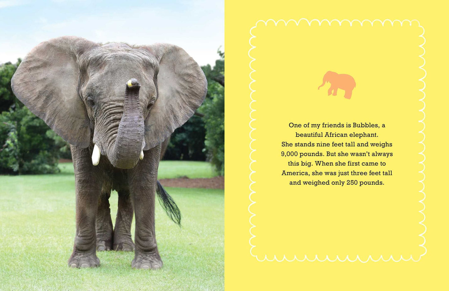 Bubbles: An Elephant's Story