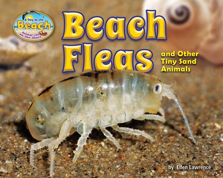Beach Fleas and Other Tiny Sand Animals