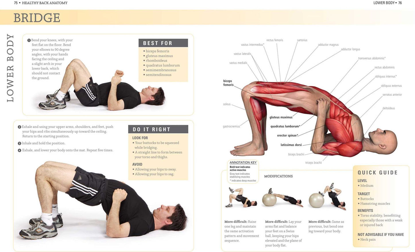 Healthy Back Anatomy