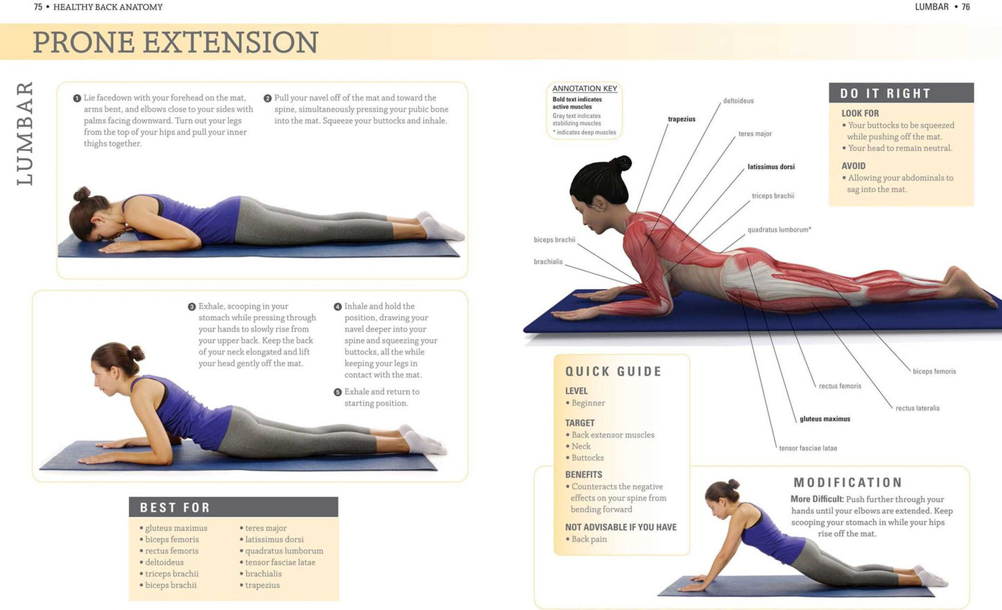 Healthy Back Anatomy