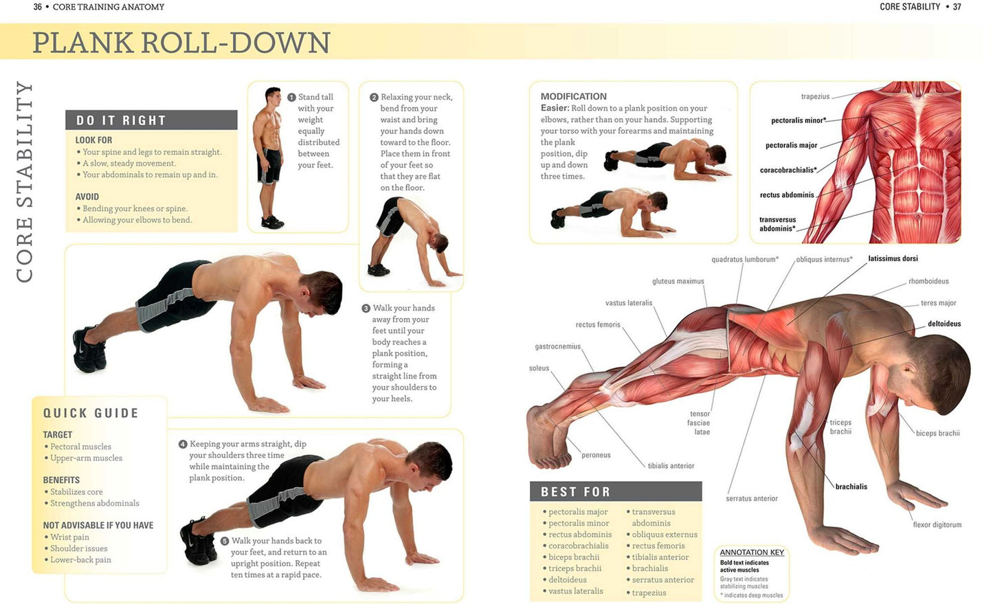 Core Training Anatomy