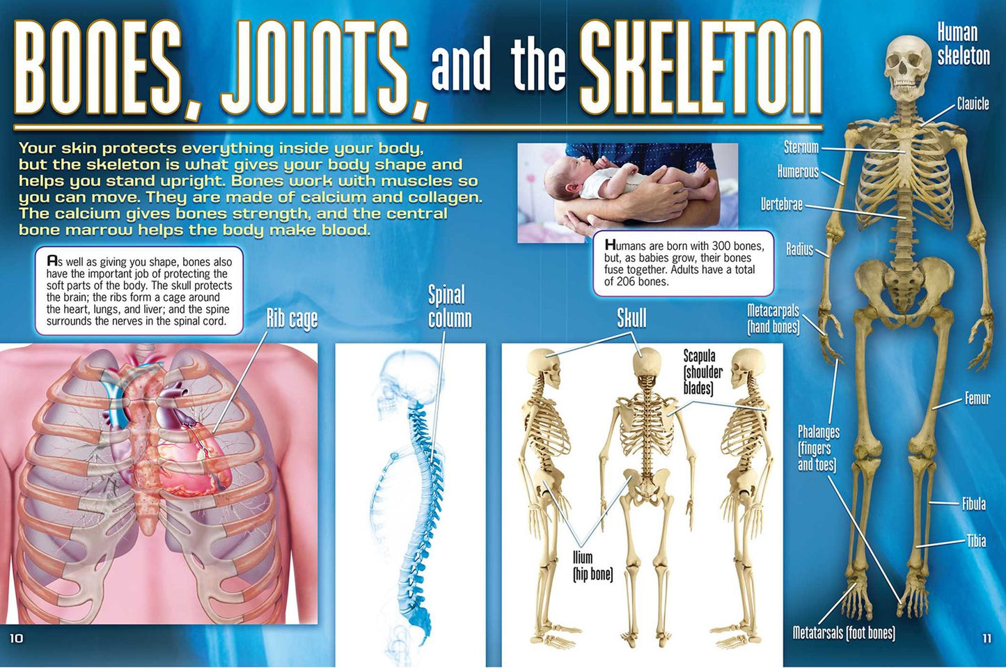 Adventures in Science: The Human Body