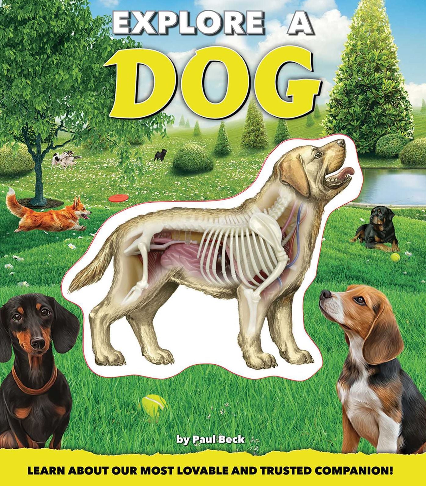 Explore a Dog