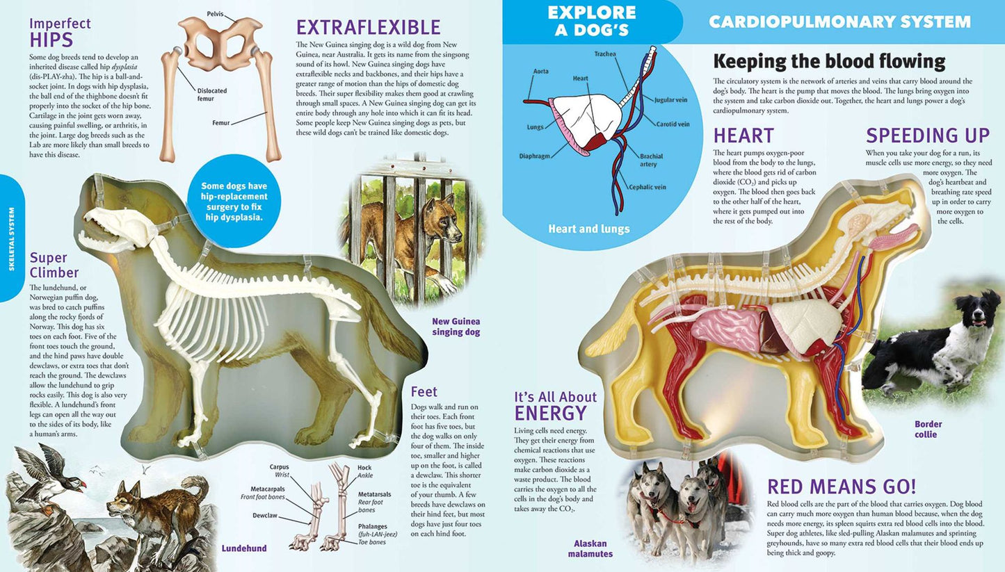 Explore a Dog