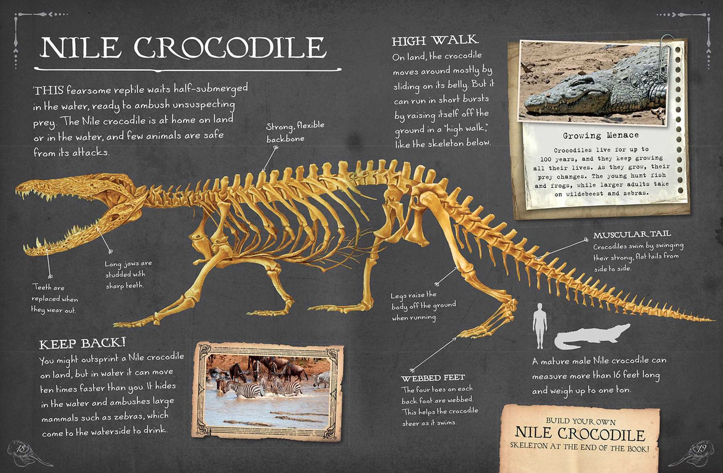 Bone Collection: Animals