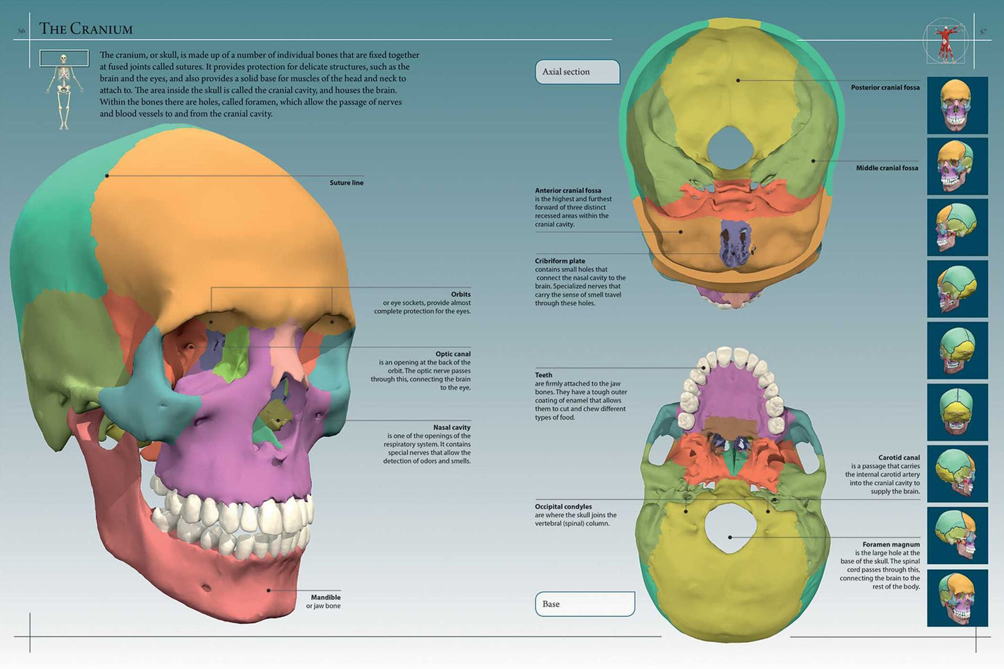 Anatomy 360: The Ultimate Visual Guide to the Human Body