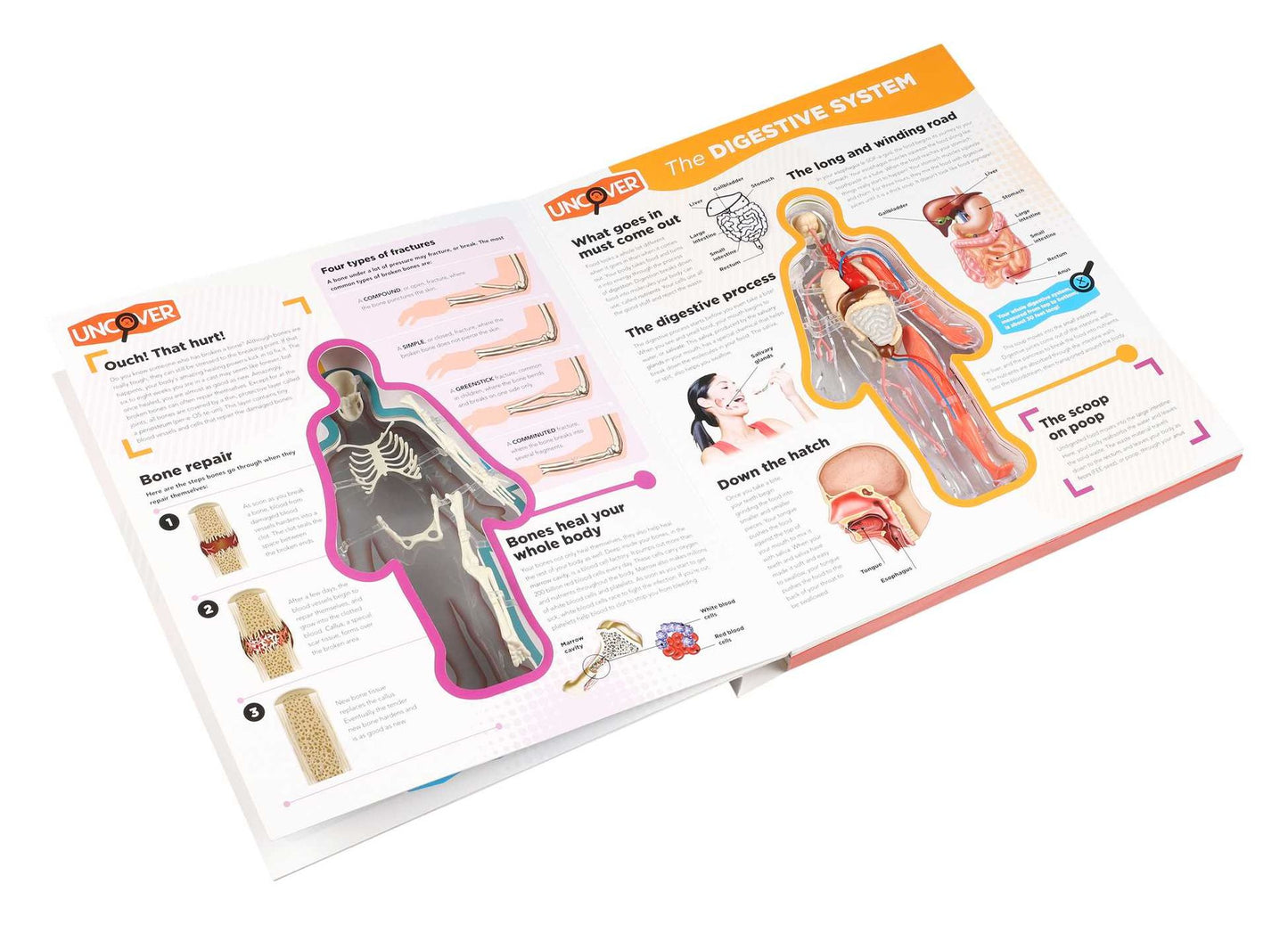 Uncover the Human Body