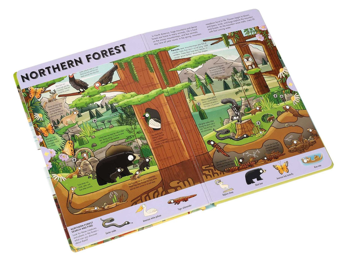 Expandable Explorations: Wild World