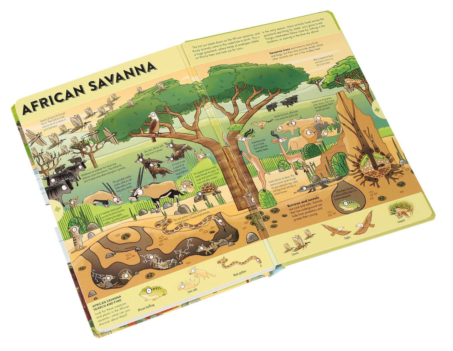 Expandable Explorations: Wild World