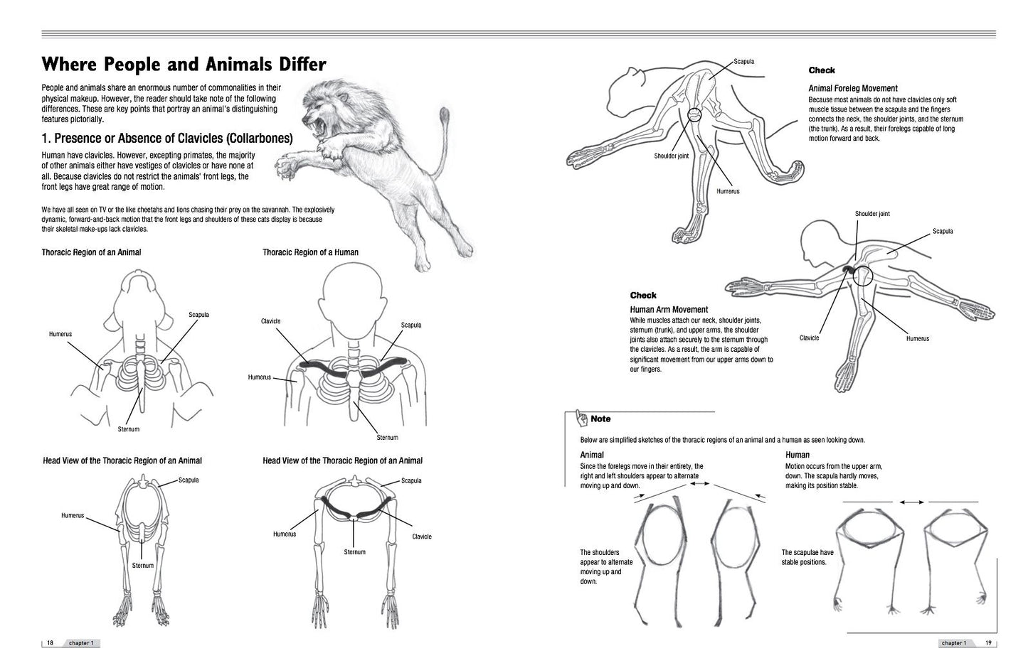 Drawing Animals 101: How to Draw with a Veterinarian's Eye