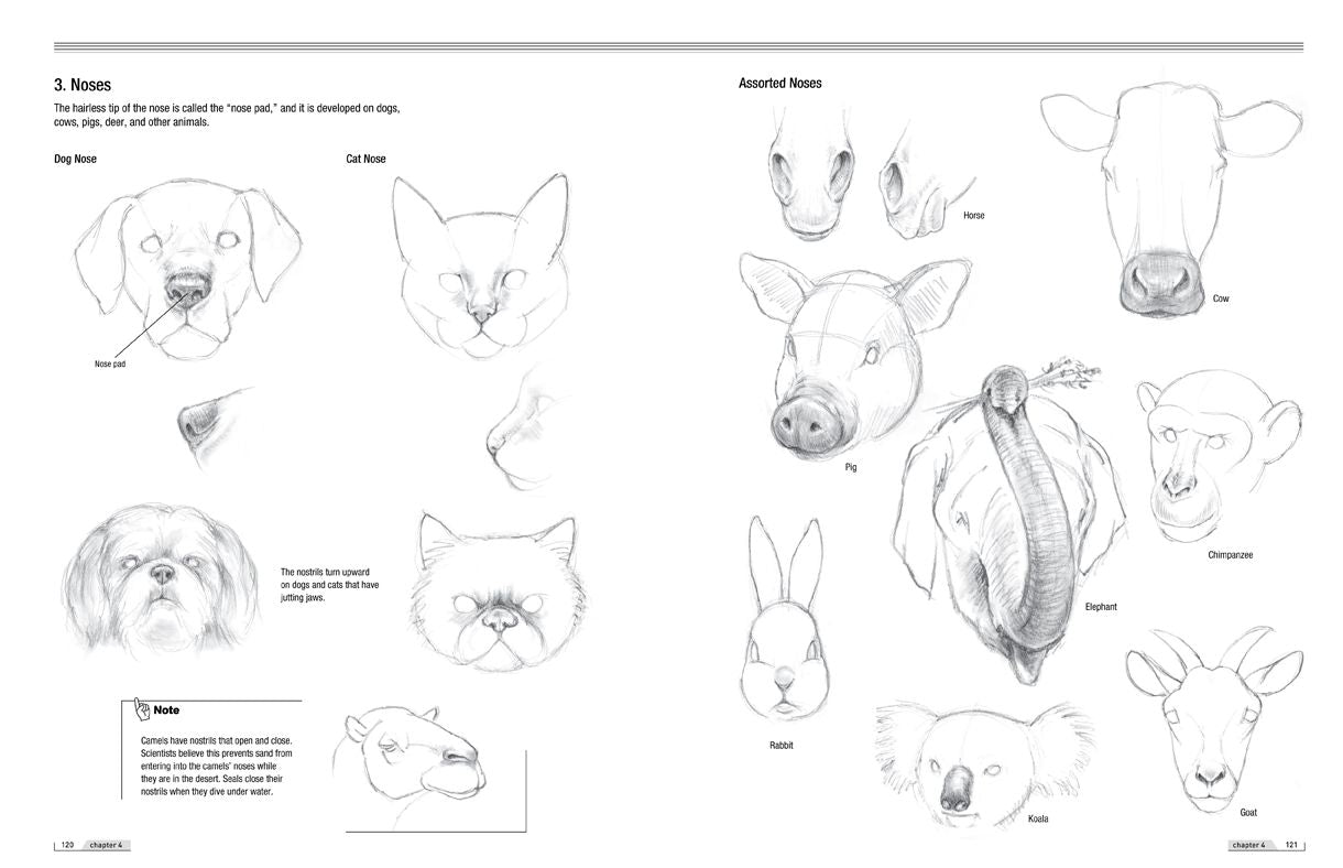 Drawing Animals 101: How to Draw with a Veterinarian's Eye