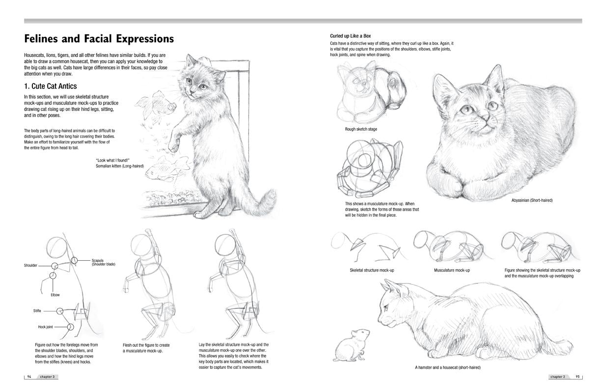 Drawing Animals 101: How to Draw with a Veterinarian's Eye