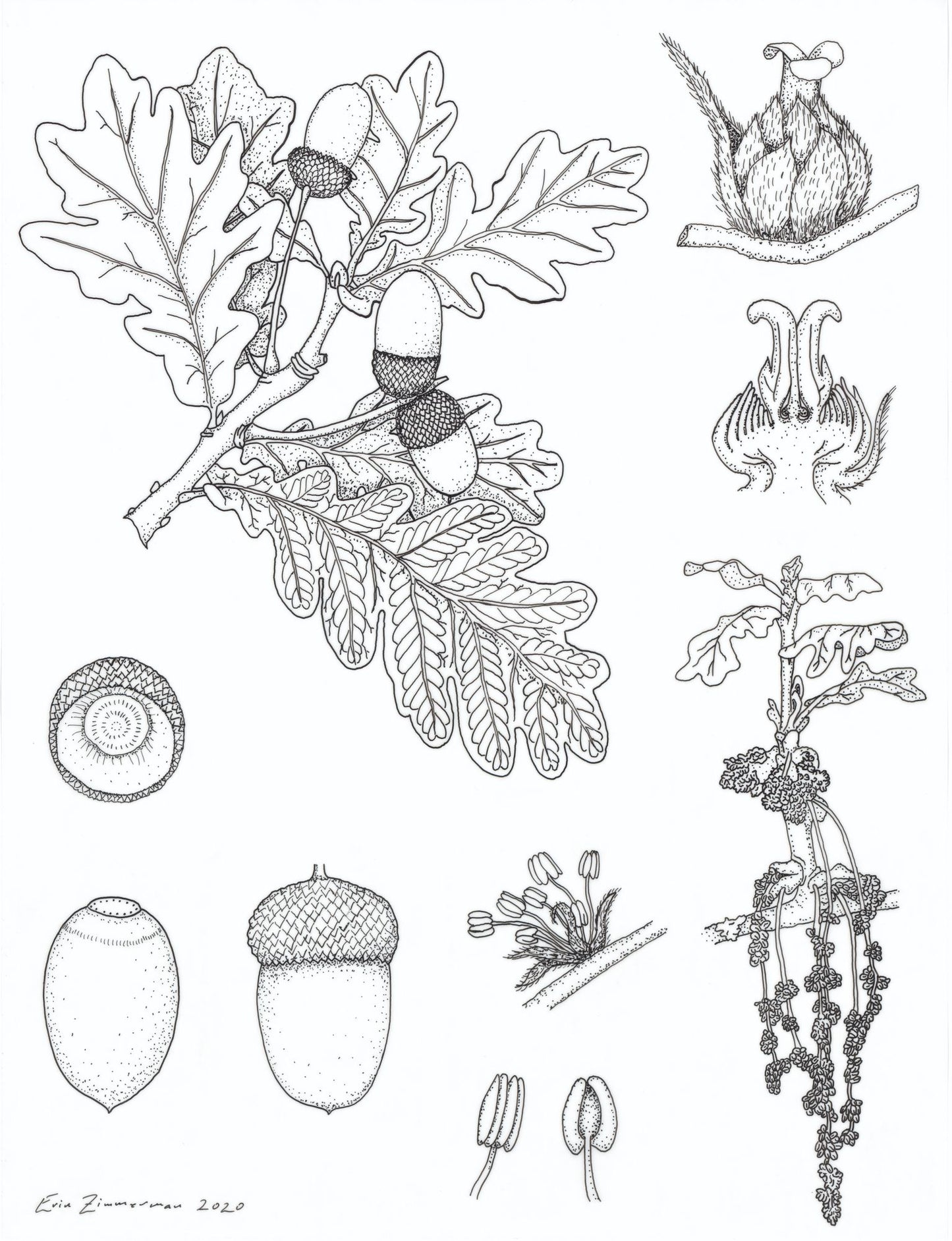 Unrooted: Botany, Motherhood, and the Fight to Save an Old Science