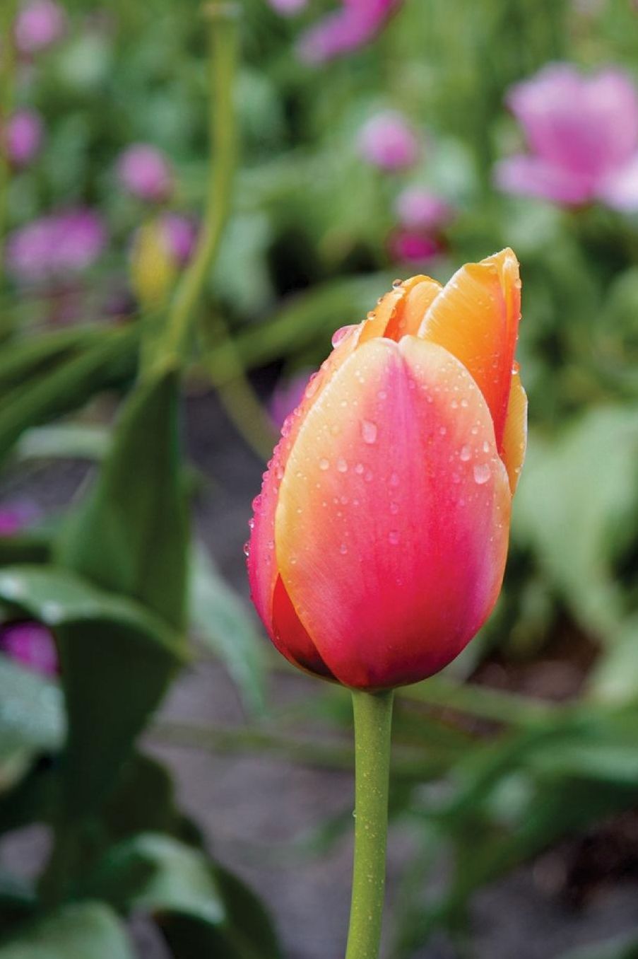 Journal: Peach Tulip with Raindrops, 150 Lined Sheets