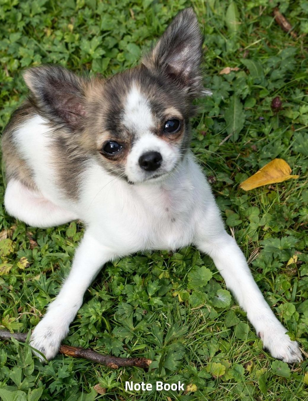 Note Book: Chihuahua Love, Notebook, Wide Lined, 200 Paged 7.44 X 9.69, Small Dogs