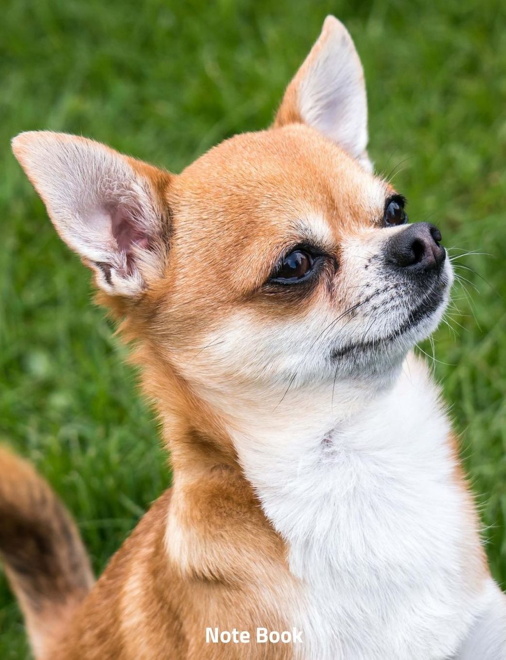 Note Book: Chihuahua Devotion, Notebook, Wide Lined, 200 Paged 7.44 X 9.69, Small Dogs