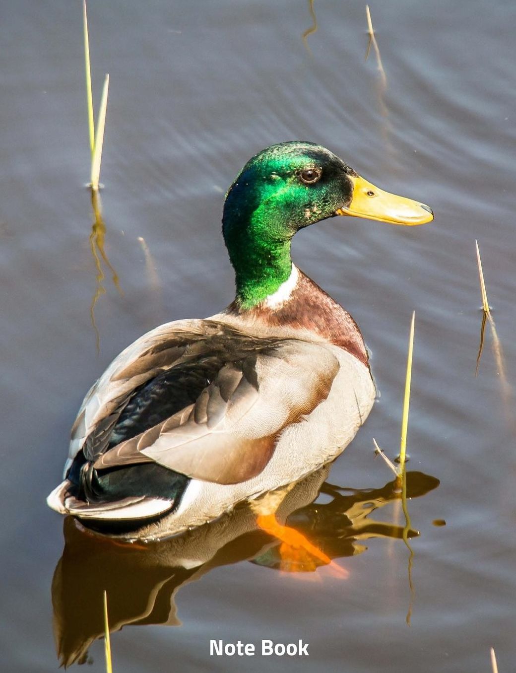 Note Book: The Mallard Duck, Notebook, Wide Lined, 200 Paged 7.44 X 9.69, Water