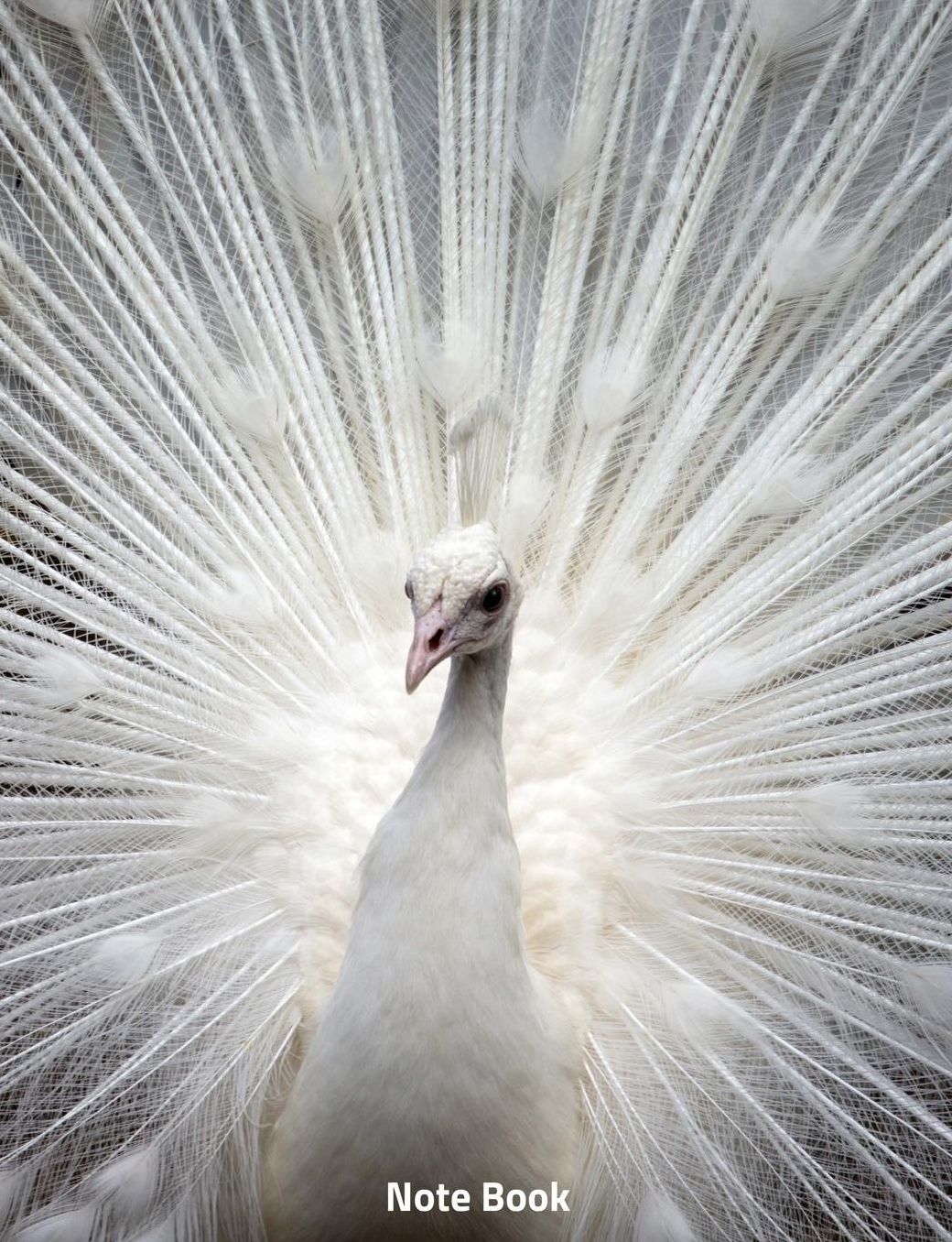 Note Book: White Peacock, Notebook, Wide Lined, 200 Paged 7.44 X 9.69, Feathers