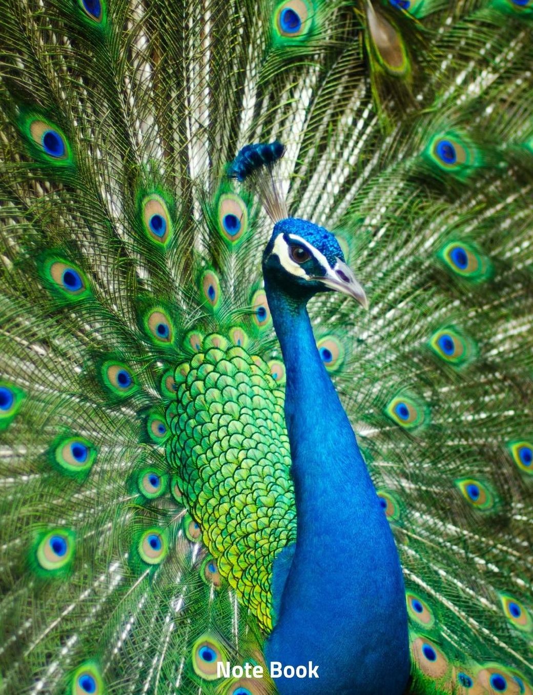 Note Book: Peacock on Show, Notebook, Wide Lined, 200 Paged 7.44 X 9.69, Peacock Feathers