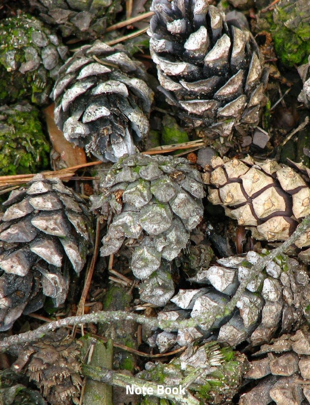 Note Book: Fir Cones on the Woodland Floor, Notebook, Wide Lined, 200 Paged 7.44 X 9.69, Woodlands