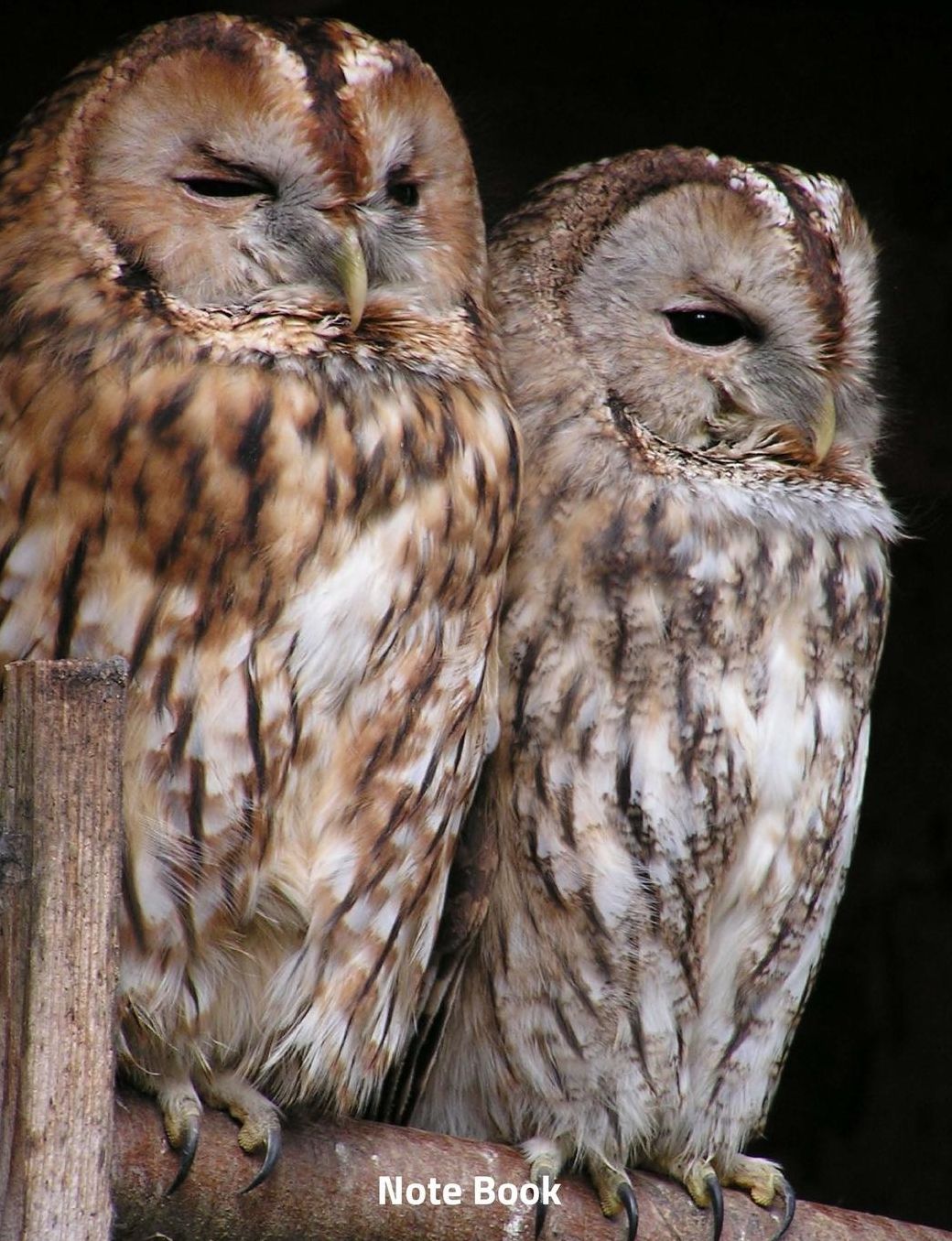 Note Book: A Pair of Owls, Writing Book, Wide Lined, 200 Paged 7.44 X 9.69