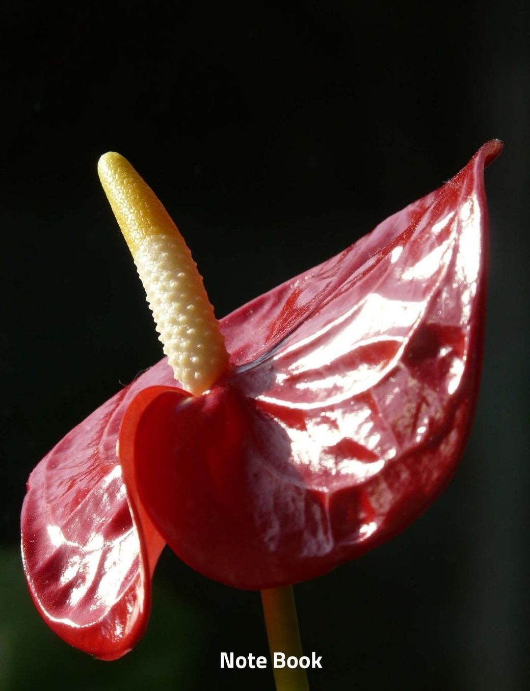 Note Book: Flamingo Flower in Bloom, Writing Book, Wide Ruled, 200 Paged 7.44 X 9.69,