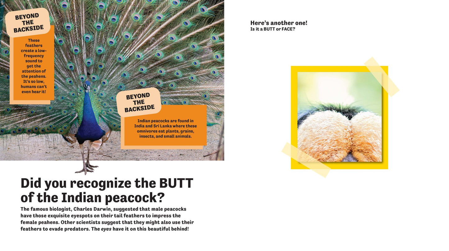 Butt or Face? Volume 2: Revenge of the Butts