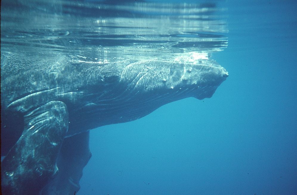 The Secret Life of Whales: A Marine Biologist Reveals All