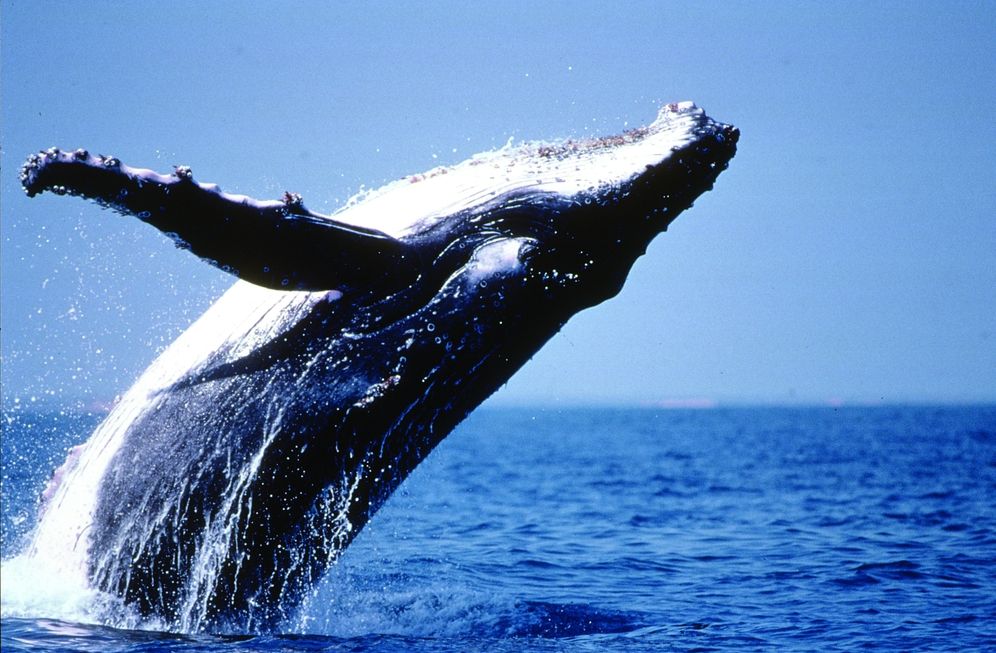 The Secret Life of Whales: A Marine Biologist Reveals All