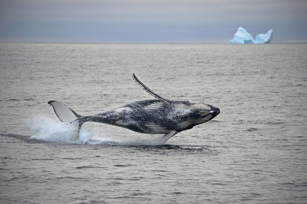 The Secret Life of Whales: A Marine Biologist Reveals All