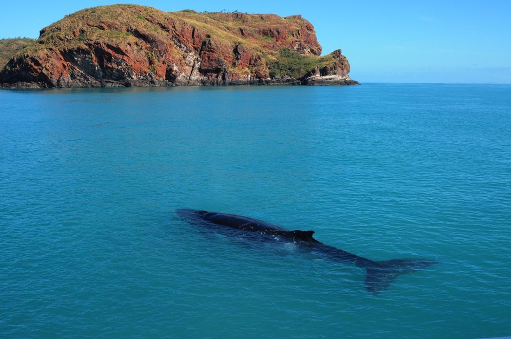 The Secret Life of Whales: A Marine Biologist Reveals All