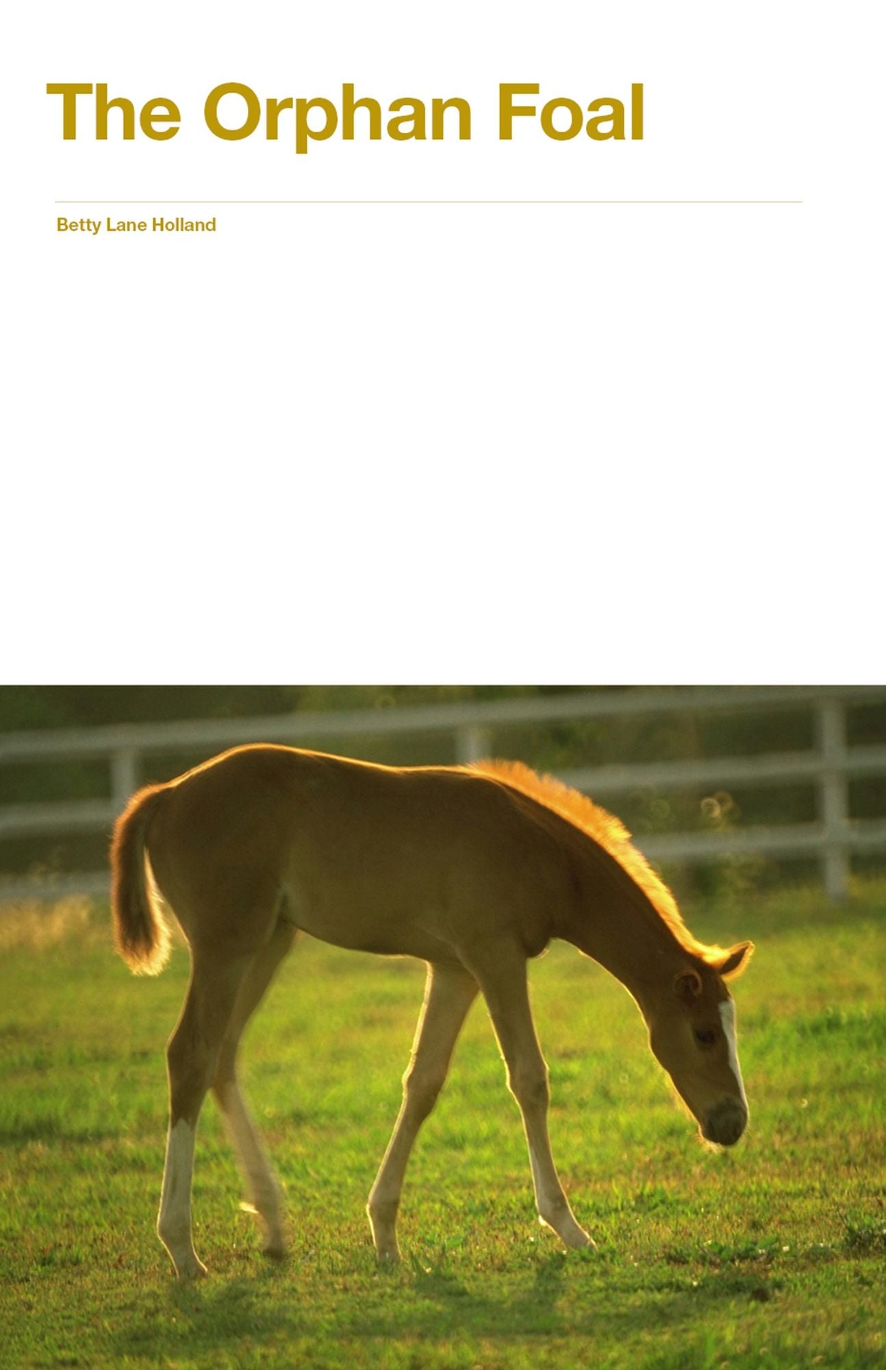 The Orphan Foal