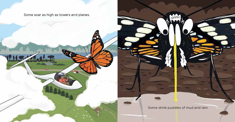 Secret World of Butterflies