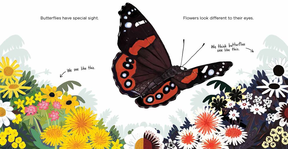 Secret World of Butterflies