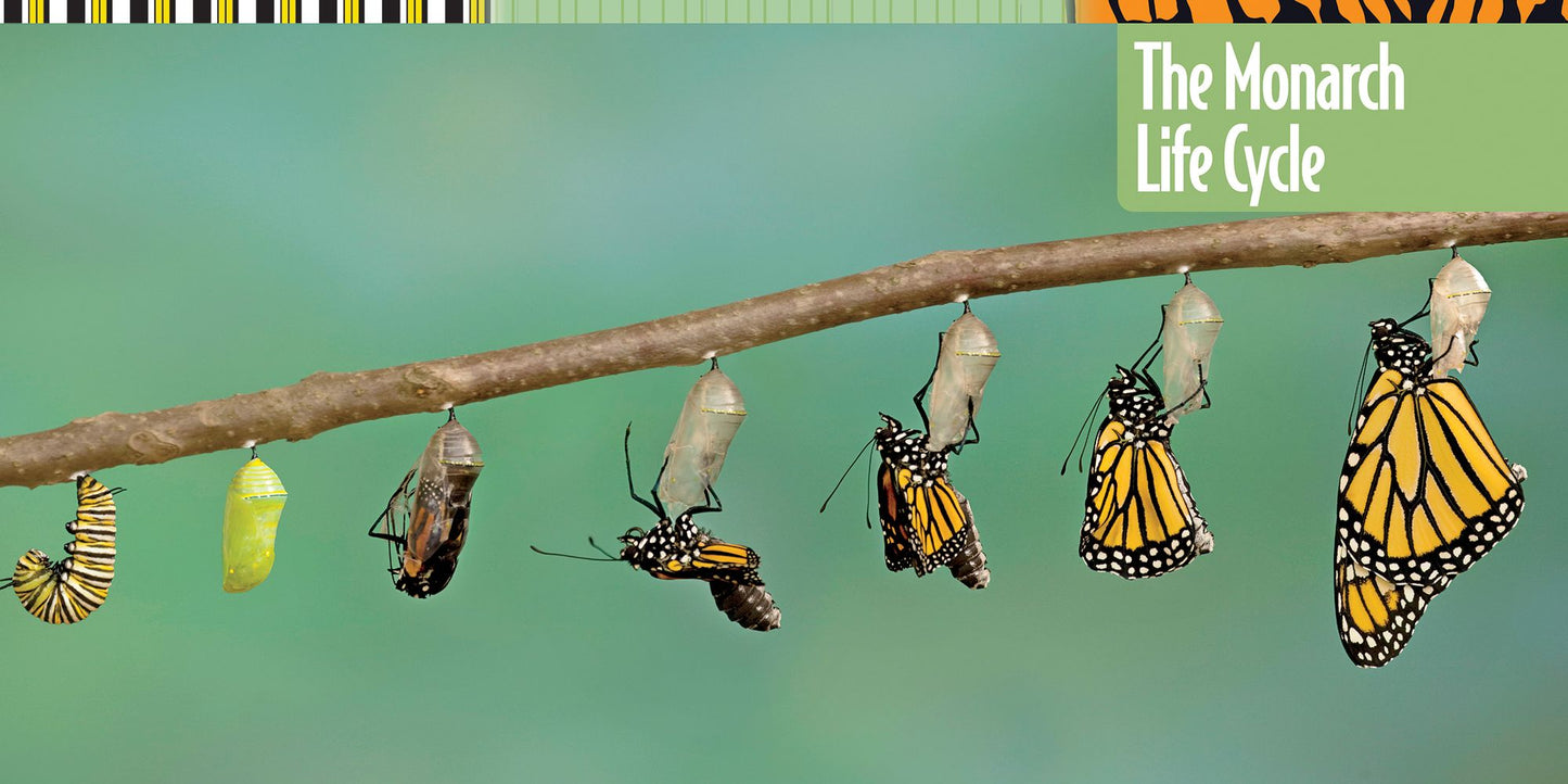 How to Raise Monarch Butterflies: A Step-by-Step Guide for Kids