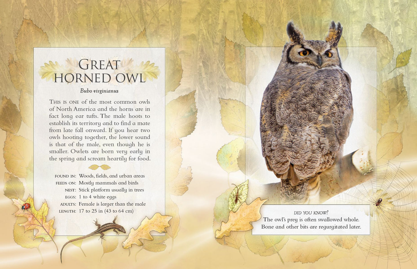 The Little Book of Backyard Bird Songs