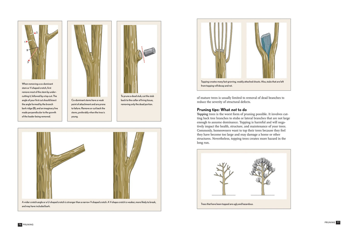 The Tree Doctor: A Guide to Tree Care and Maintenance