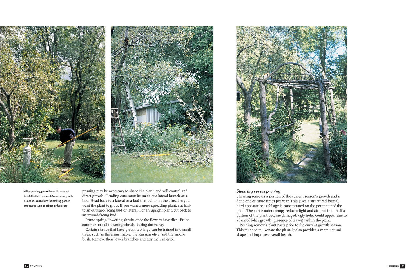 The Tree Doctor: A Guide to Tree Care and Maintenance