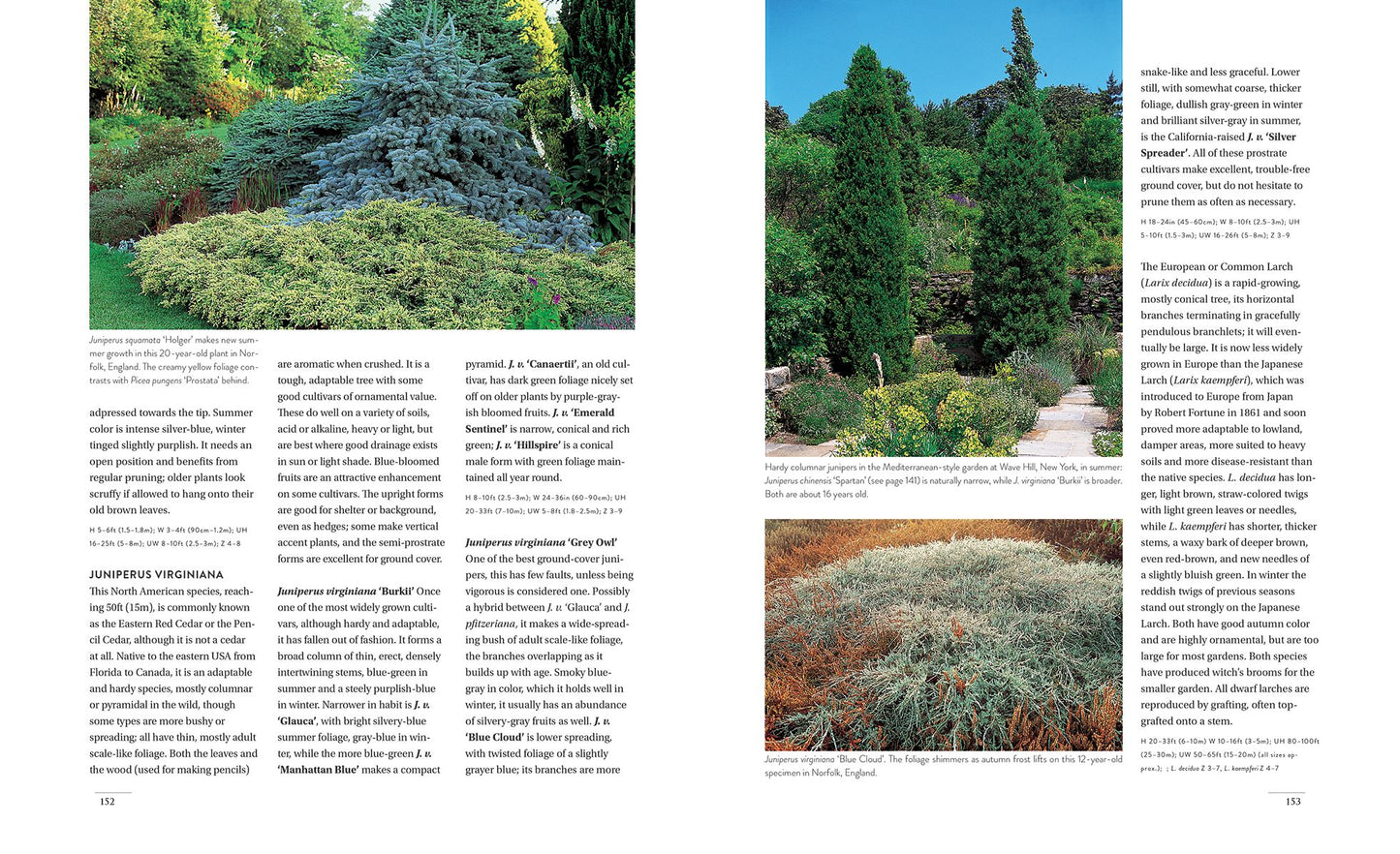 Gardening with Conifers
