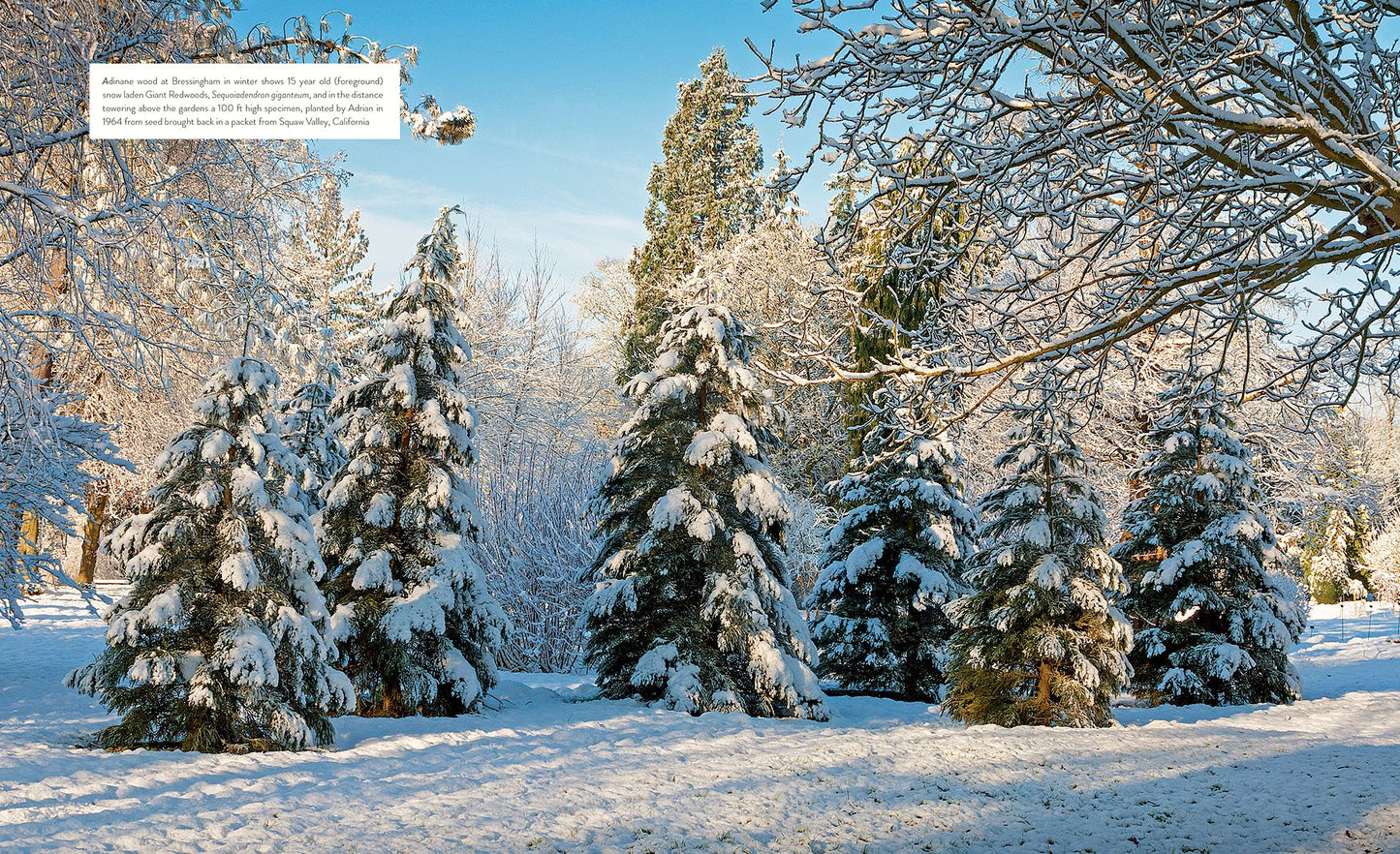 Gardening with Conifers
