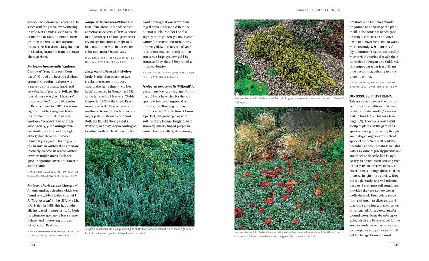 Gardening with Conifers