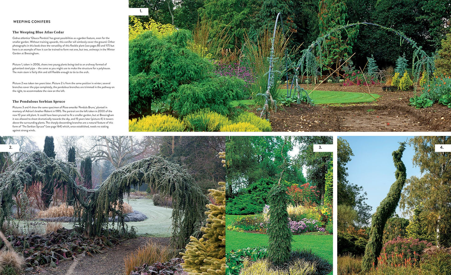 Gardening with Conifers