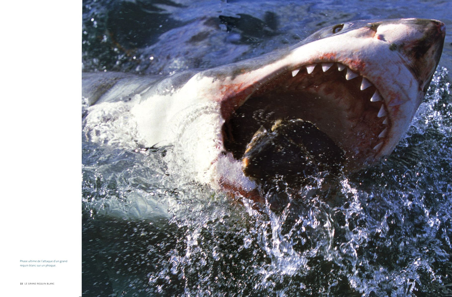 Great White Shark: Myth and Reality