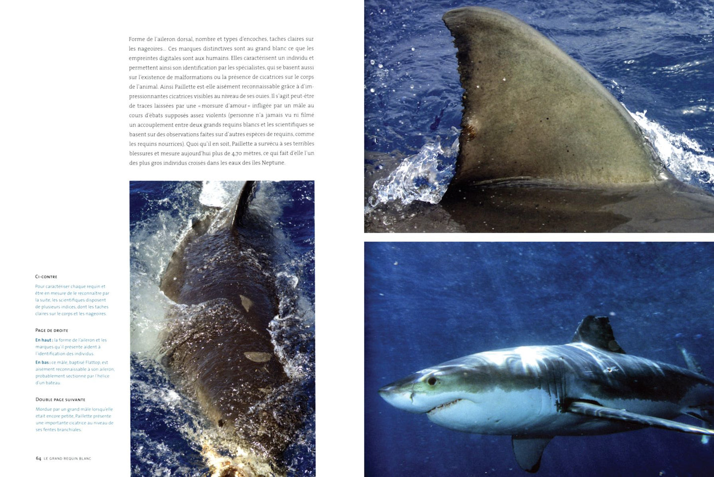 Great White Shark: Myth and Reality