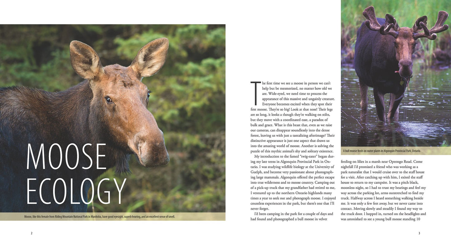 Moose: Crowned Giant of the Northern Wilderness