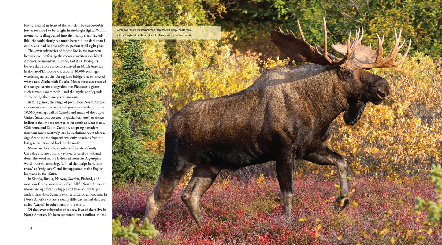 Moose: Crowned Giant of the Northern Wilderness